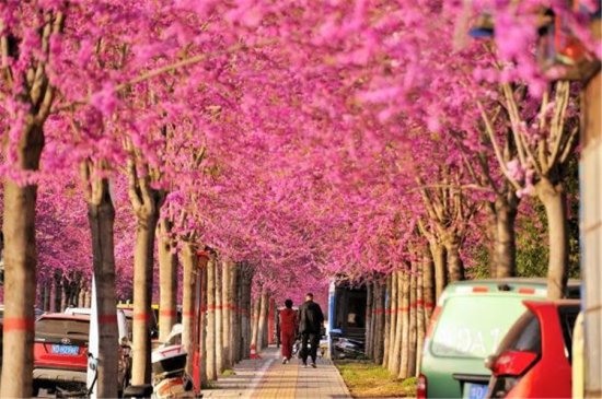行走河南·读懂中国丨以花为“媒”促消费 “美丽经济”踏春来