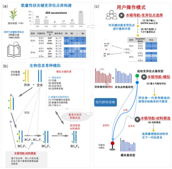 中国科学家<em>开发</em>出水稻基因的“定位导航系统”，加速水稻育种