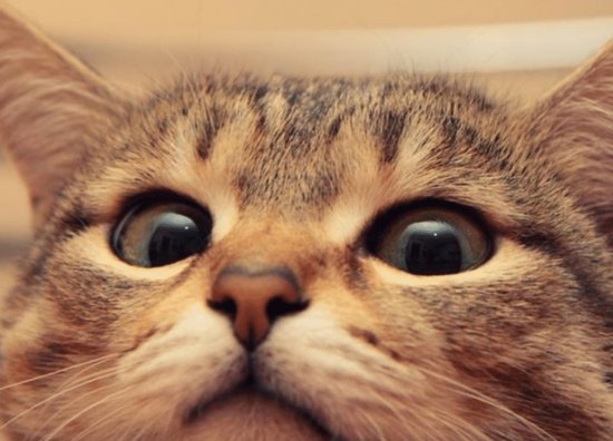 你什么时候被猫的智商震惊了？