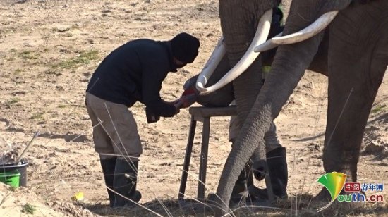 比利时动物园大象享受足疗服务 专人为其<em>剪脚趾甲</em>一脸享受