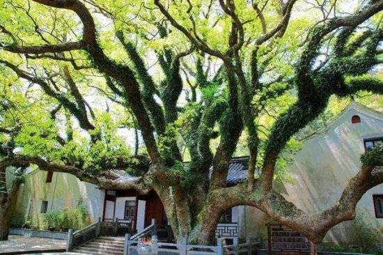 中国4棵“名贵”的树：除了黄山迎客松，你还知道<em>几棵</em>？