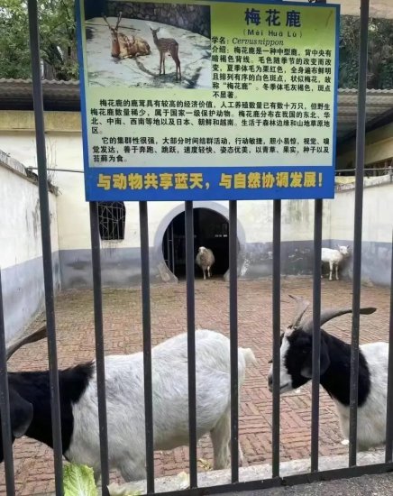 衡阳市动物园家禽成“珍稀品种”引争议 当地人大代表曾呼吁提质...