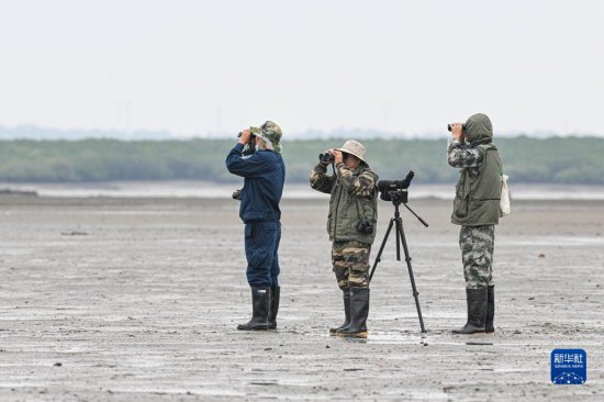 12月5日，儋州湾湿地护鸟队队长陈正平（中）和队员在儋州市...