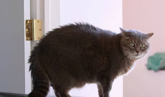 猫咪“拱背”的7个原因，<em>你知道多少个</em>？