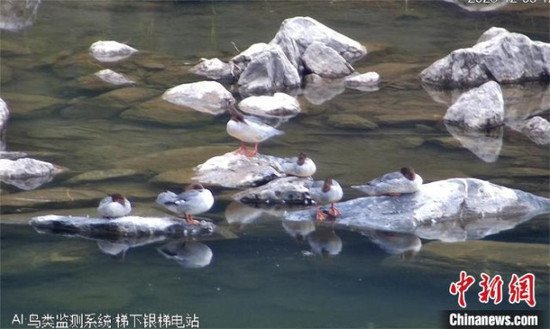 中华秋沙<em>鸭</em>连续3年在广东南水湖越冬