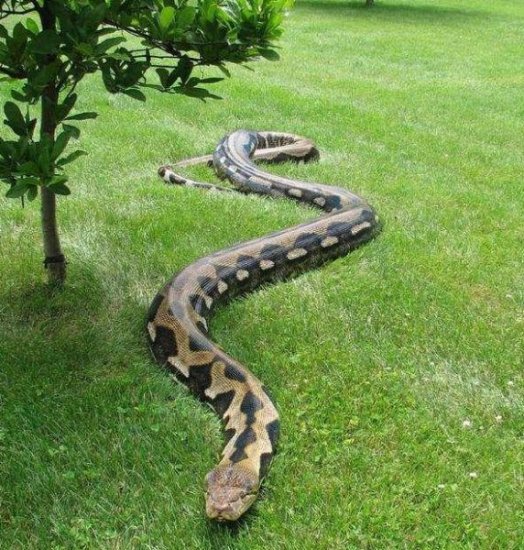 地球最大的蛇“亚马逊森蚺”，最长的蛇“网纹蟒”，它们哪个对...