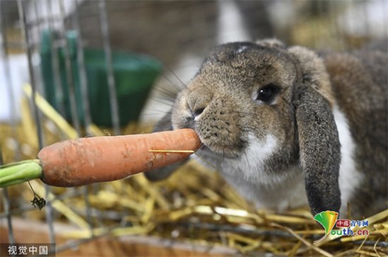 德国举办纯种兔展 垂耳萌兔啃胡萝卜