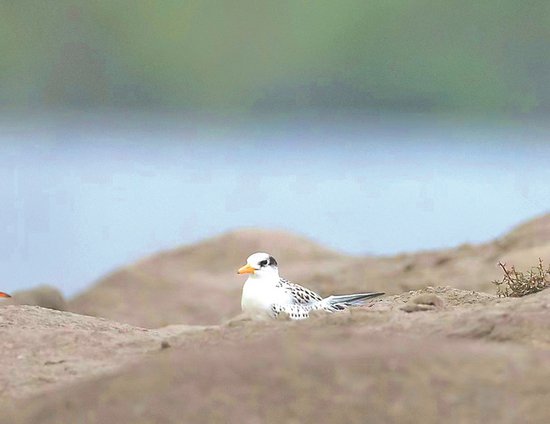 <em>江苏省</em>陆栖脊椎动物名录新增14种鸟类