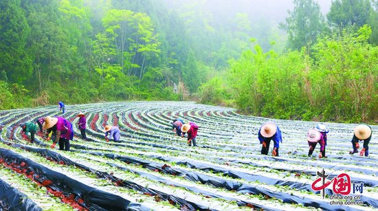 抢抓时节 移栽红薯苗——南充市西充县计划种植7.58万亩