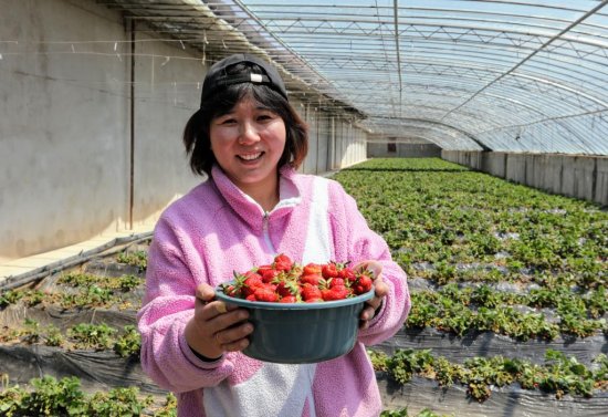 海拔4300<em>米</em>的草莓<em>是什么</em>“味道”？记者带你到“世界屋脊的屋脊...