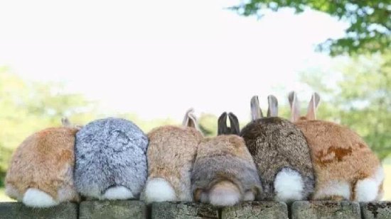 <em>宠物</em>篇-<em>兔子</em>5：家里<em>养</em>了两只兔兔是个什么体验？