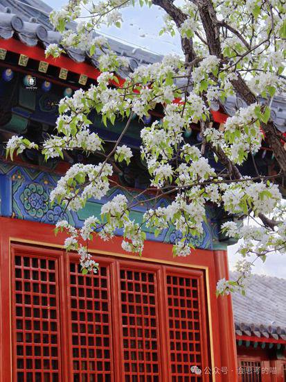 北京最美的梨花已经盛开！这个周末一定要去打卡