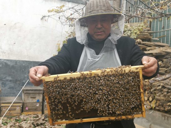 河南鲁山：六旬老汉养蜂“酿”造甜蜜生活