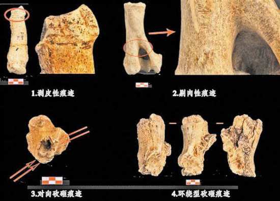 6000余年前的“重庆人”已将动物骨骼“物尽其用”