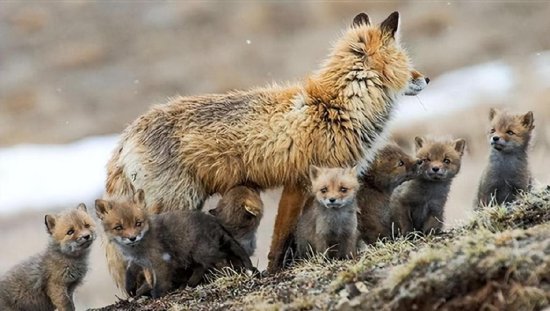 新疆阿克苏发现8只赤狐，母狐捕鼠卡<em>在洞里</em>，金雕瞬间将其抓走
