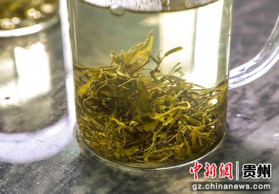 松桃冷水溪镇：发展藤茶产业 助力乡村振兴