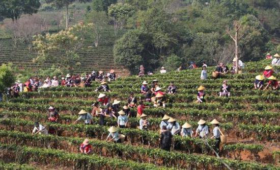 普洱景谷镇举行茶叶文化节“茶山欢歌·百人采茶”比赛