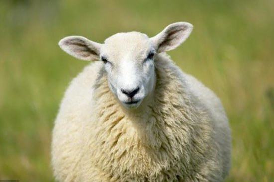 <em>属羊人的</em>运势，尤其是<em>79年的</em>“火<em>羊</em>人”，未来20年的贵人是谁？