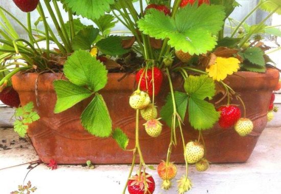 室内种出结果不断的<em>草莓</em>盆栽，怎么做到的？全靠这几点