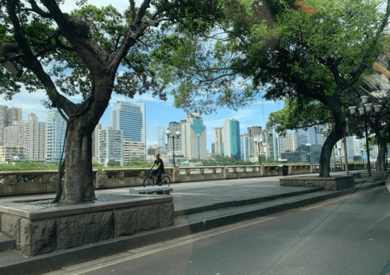 广州官方回应“榕树移除”：树木多样性不足，滨江西路只迁移5株