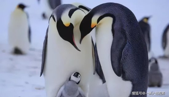 内层快热晕了，外层快冻倒了，南极皇帝<em>企鹅为什么要</em>抱团取暖？
