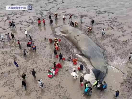 解救抹香鲸：一头70吨重的<em>鲸鱼</em>在象山海域搁浅后的20小时
