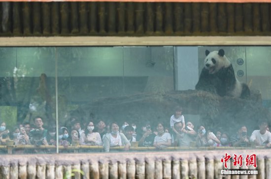 <em>广州</em>动物园大熊猫人气旺