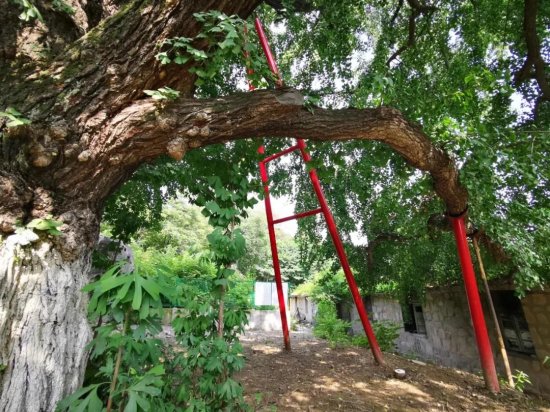 蚌埠<em>最古老的银杏树</em>，树高36米距今有千年历史，值得一观
