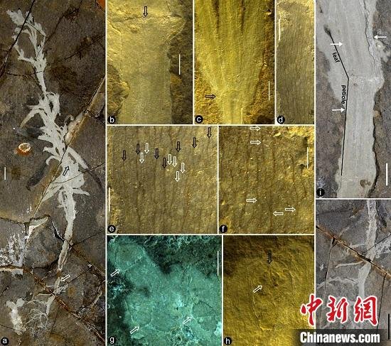 中国古生物学家发现目前已知最早单子叶植物化石