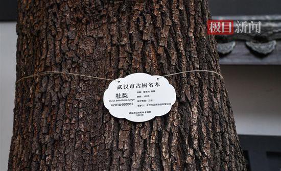 150岁的杜梨树繁花满枝头