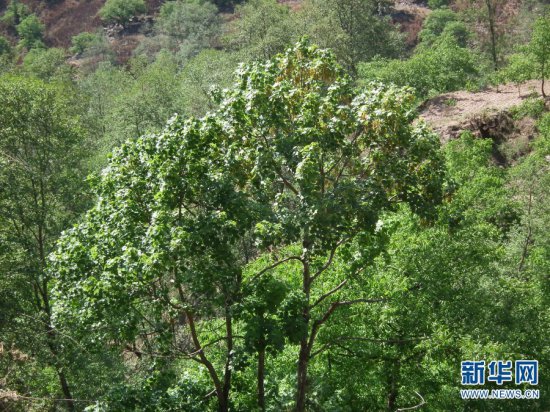 COP15|孙卫邦：<em>极小</em>种群物种漾濞槭的保护之路