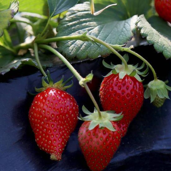 <em>草莓</em>如何清园<em>能</em>减少对土壤的伤害