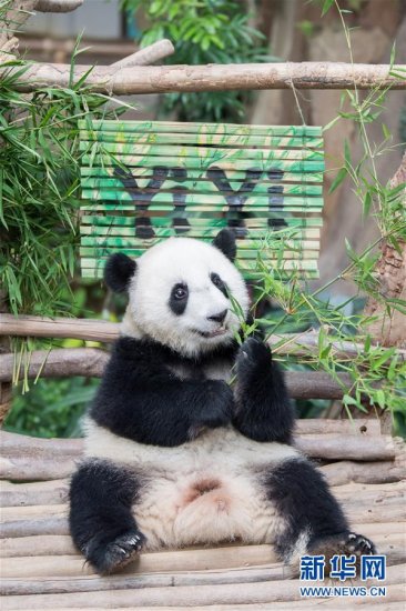 在马<em>出生的</em>第二只大熊猫获名“谊谊”