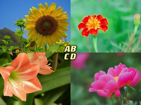 心理学：选一朵可爱又迷人的花，<em>测你的</em>身上留存什么范？