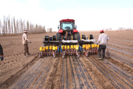 新疆巴州和硕县：防风套种孜然拓宽农民致富路