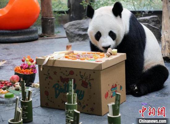 3只大熊猫<em>上海</em>野生动物园同日庆生