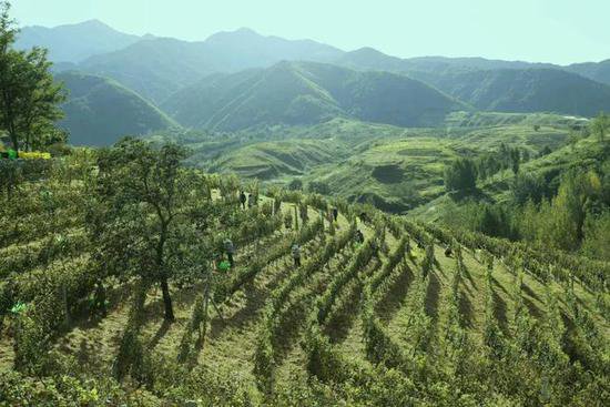 平衡、忠诚、不息，中国产葡萄酒的风土表达