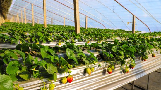 新疆特克斯：高架<em>栽培草莓</em>新技术 助农增收致富