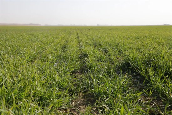 新疆和硕：加强田管 保障冬小麦来年好“丰”景