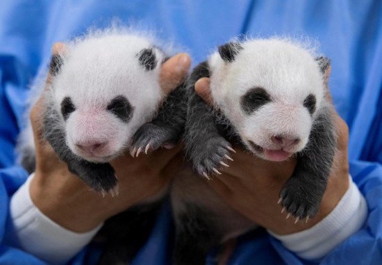 叫啥<em>好</em>呢？在韩国出生的大熊猫双胞胎<em>宝宝</em>征名活动开始啦！