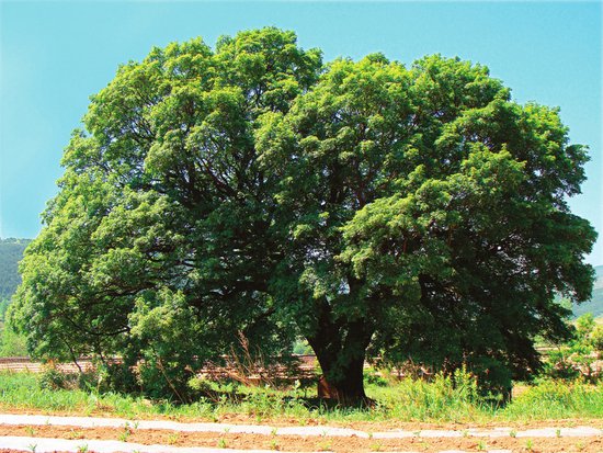 保护古树名木 守住自然瑰宝
