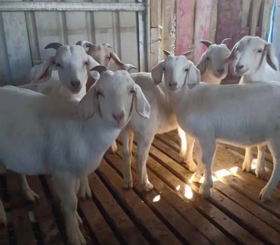 孝南：百草湖村“ 波尔山羊倌”的新年愿望