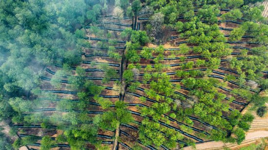 贵阳贵安林下经济利用林地面积超138万亩