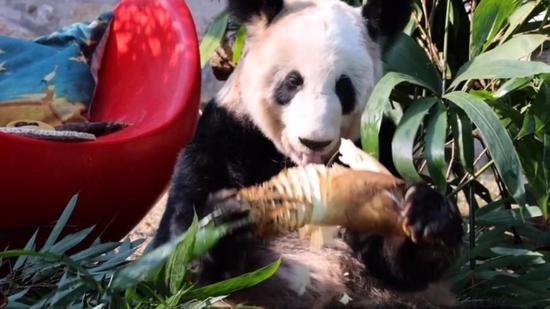北京动物园晒出“<em>丫丫</em>”吃播视频，网友：演春节在家的我