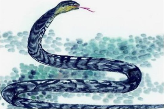 生肖蛇的晚年宿命：特别是65年的“佛灯火”蛇，看看是怎么回事...