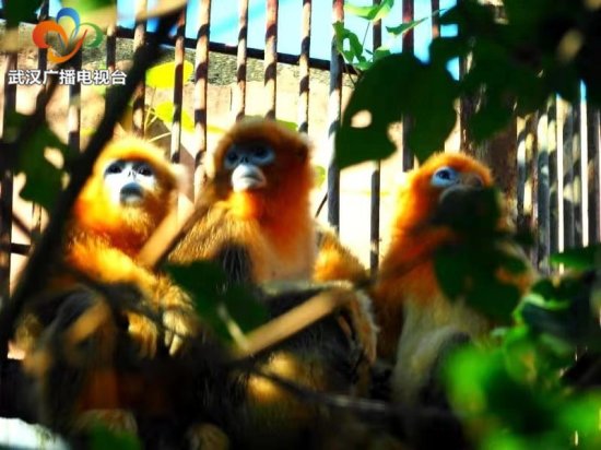 久等了！五只小金丝猴将与观众见面，等你<em>取名</em>哦~