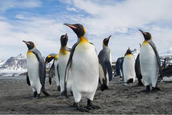 南乔治亚岛上开始有企鹅感染禽流感