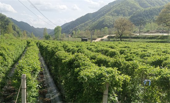 洛南县巡检镇：“种养加结合”发展绿色农业
