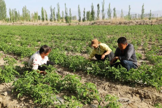 新疆和硕：2.6万亩工业番茄进入开花结果期