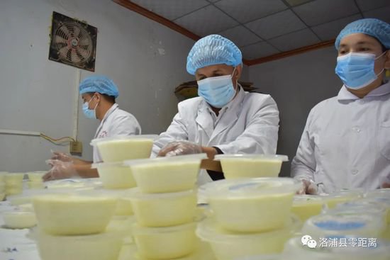 新疆洛浦：洛浦镇“土酸奶”酿出增收致富好日子